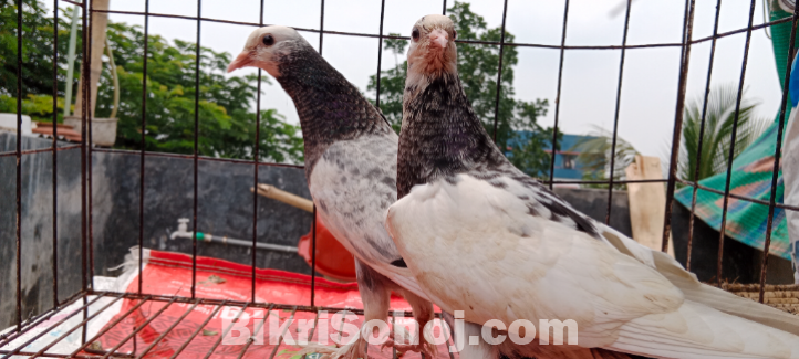Cross pouter baby kobutor
